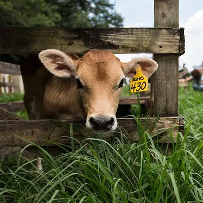 thumbnail for publication: The Consequence of Postpartum Uterine Disease on Dairy Cow Fertility